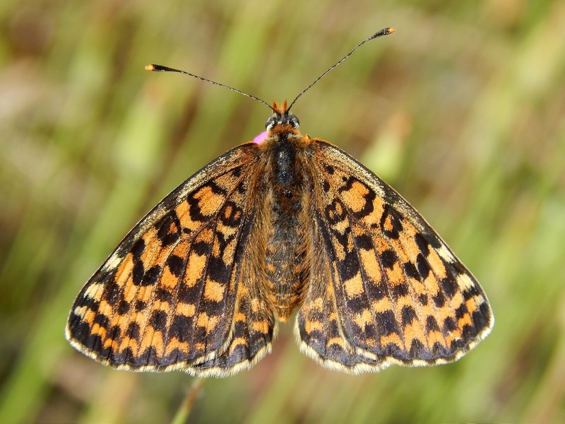 La prima Melitae didyma